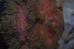 Dromidia hirsutissima