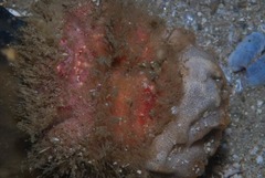 Dromidia hirsutissima