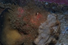Dromidia hirsutissima