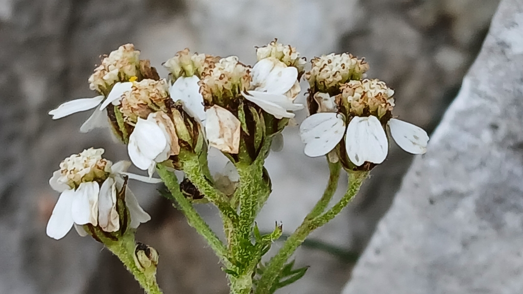 Achillea clusiana; photograph (c) Martin Scheuch, some rights reserved (CC BY)