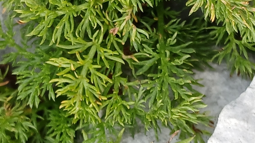 Achillea clusiana, photograph 3