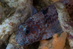 Chalaroderma ocellata
