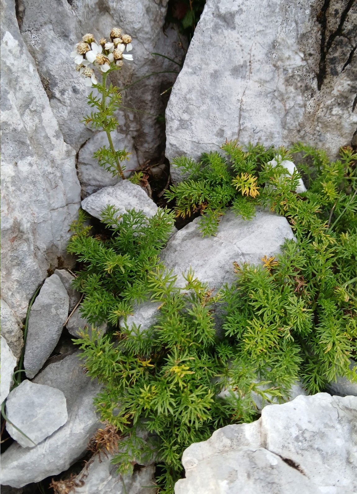 Clusius-Schafgarbe (Achillea clusiana)
