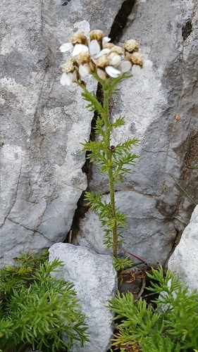 Image of Achillea clusiana by (c) Martin Scheuch, some rights reserved (CC BY)