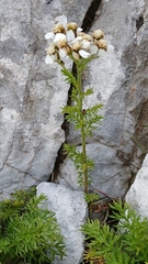 (c) Martin Scheuch, some rights reserved (CC BY) Achillea clusiana, photograph (c) Martin Scheuch, some rights reserved (CC BY)