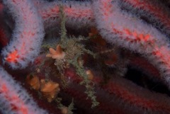 Macropodia falcifera