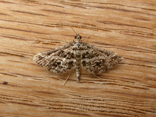 Diasemiopsis ramburialis