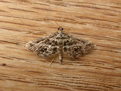 Diasemiopsis ramburialis