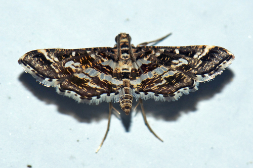 Diasemiopsis ramburialis