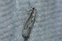 Ethmia discostrigella