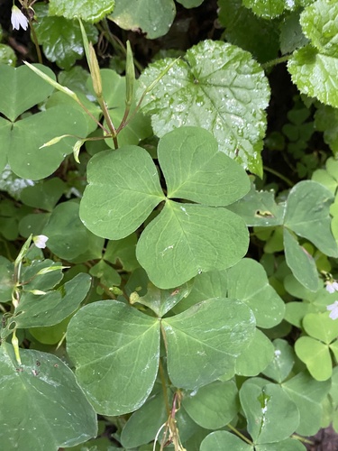 Image of Oxalis trilliifolia by no rights reserved