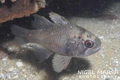 Vincentia conspersa