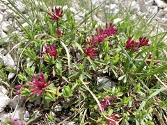 Daphne striata