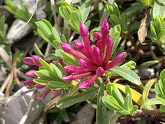 Daphne striata