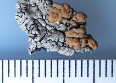 Rhizoplaca subdiscrepans