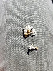 Rhizoplaca subdiscrepans