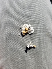 Rhizoplaca subdiscrepans