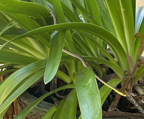 Common Tree Snake sighting