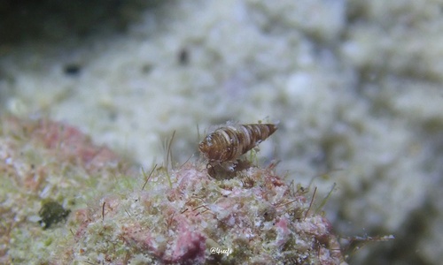 Viriolopsis fallax observed 2024-07-03