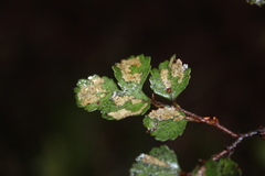 Silver Beech (Nothofagus menziesii)