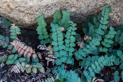 Pellaea bridgesii