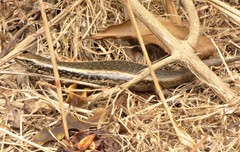 Oligosoma kokowai