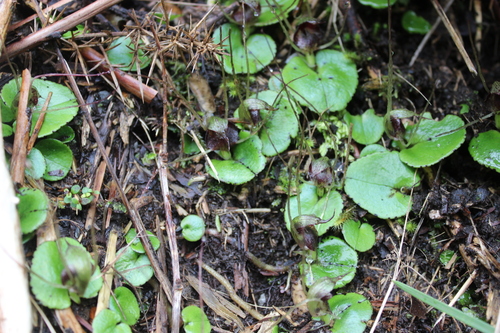 Image of Corybas hatchii by (c) Joe Dillon, some rights reserved (CC BY)