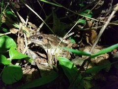 Lithobates brownorum