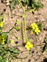 Estigmene acrea