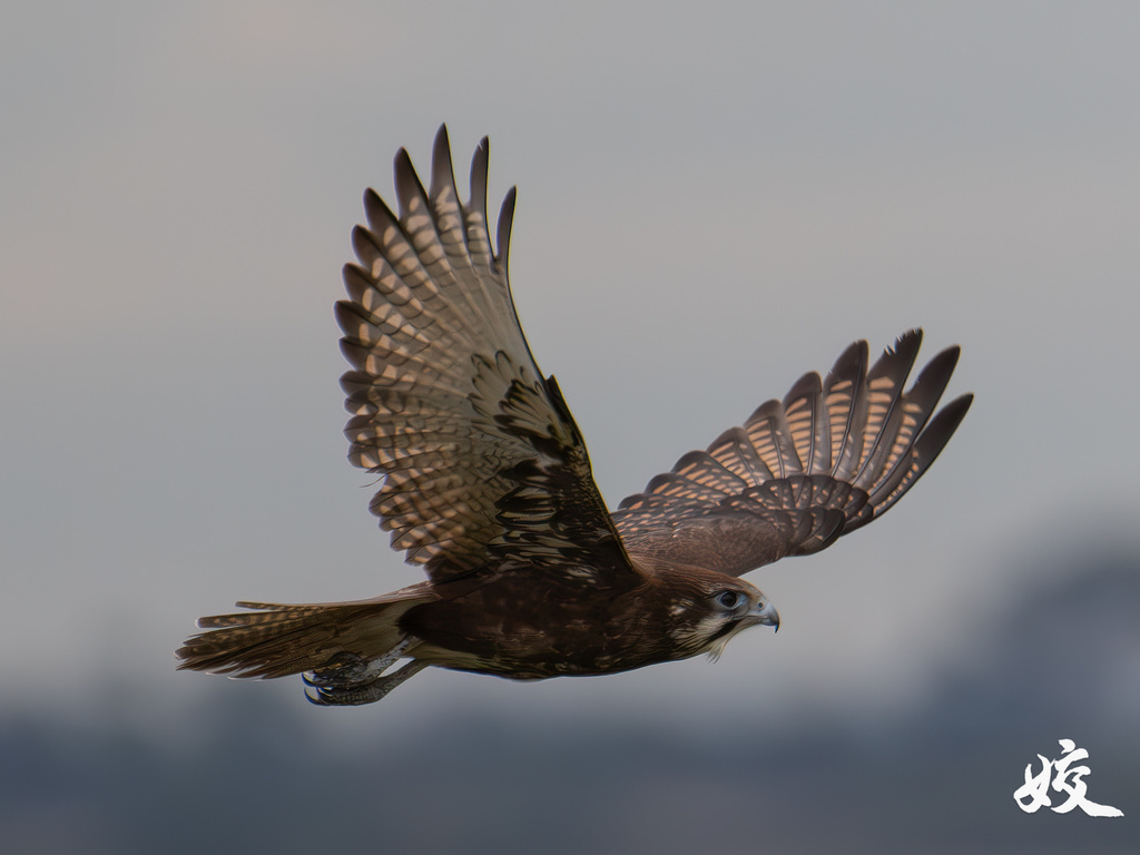 Brown Falcon