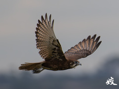 Brown Falcon photo 6