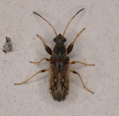 Pseudopachybrachius basalis
