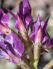 Astragalus iodanthus