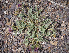 Astragalus iodanthus