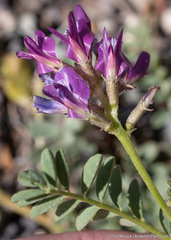 Astragalus iodanthus