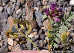 Astragalus iodanthus