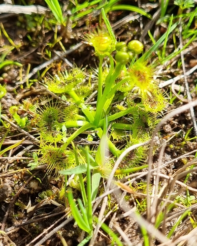 Drosera hookeri (Drosera hookeri)