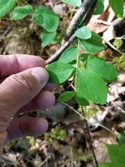 Symphoricarpos albus albus