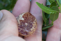 Andricus vacciniifoliae