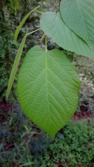 Tilia americana mexicana