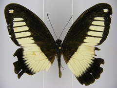 Papilio cynorta