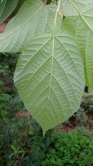 Tilia americana mexicana
