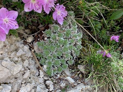 Potentilla nitida