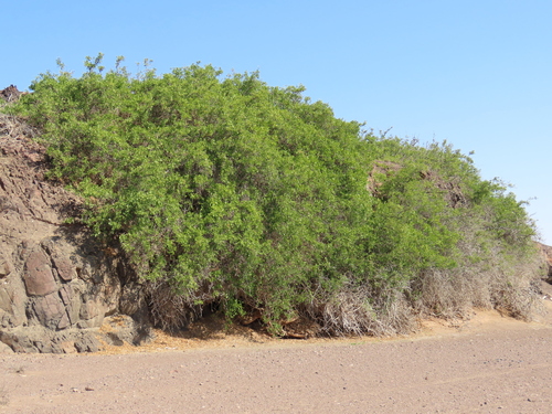 Image of Salvadora persica by no rights reserved