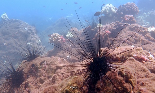 Diadema paucispinum observed 2024-07-05