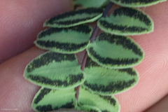 Pellaea bridgesii