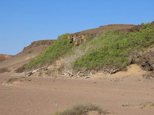 Image of Salvadora persica by no rights reserved