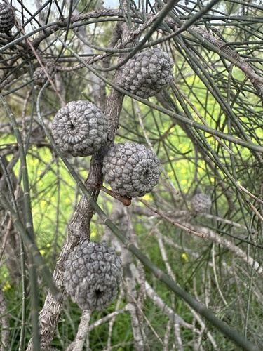 Casuarina obesa observed 2024-08-24