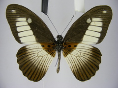 Papilio cynorta