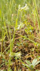 Pectocarya platycarpa